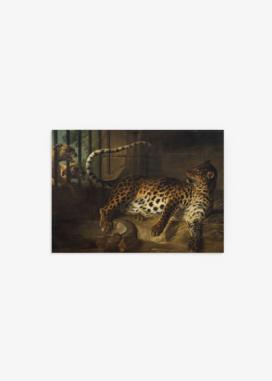Sleeping Leopard Poster
