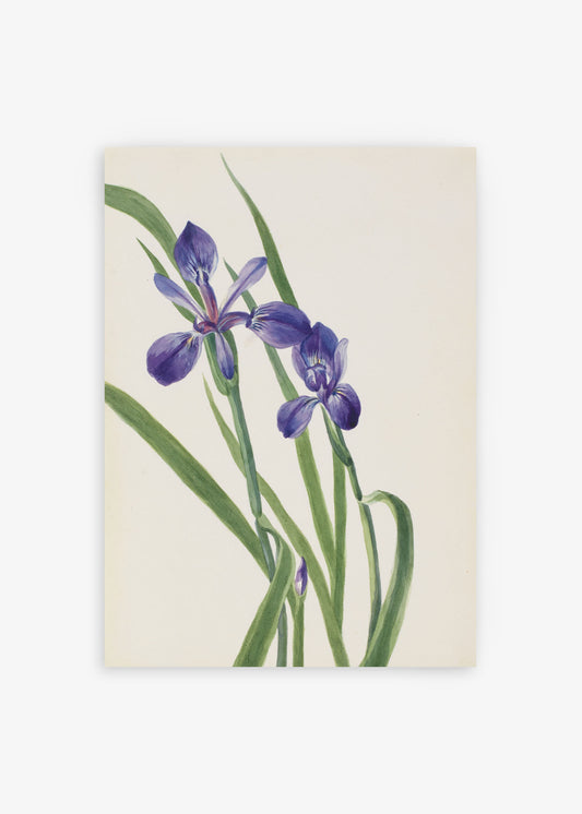 Iris Species Illustration Poster