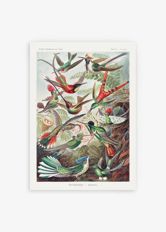 Kolibris Illustration Poster