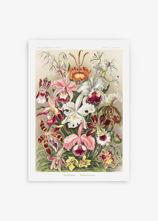 Orchideae Denusblumen Poster