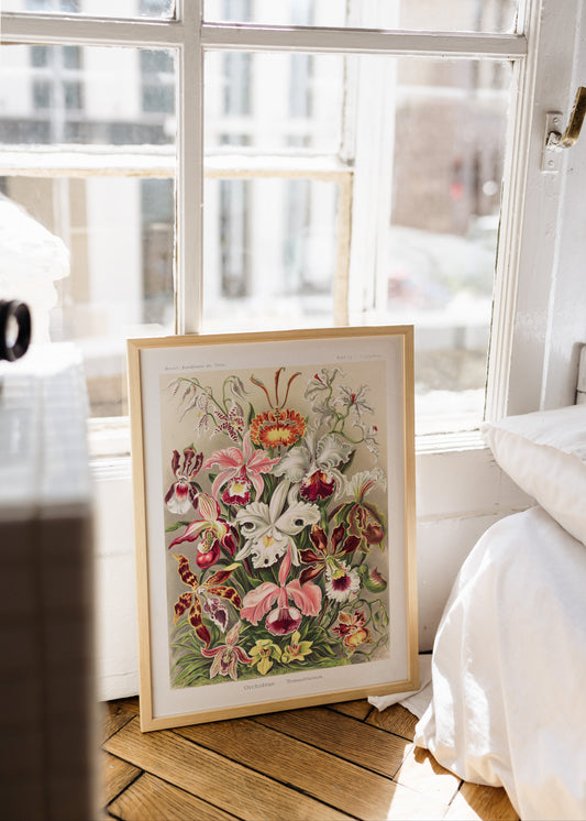 Orchideae Denusblumen Poster