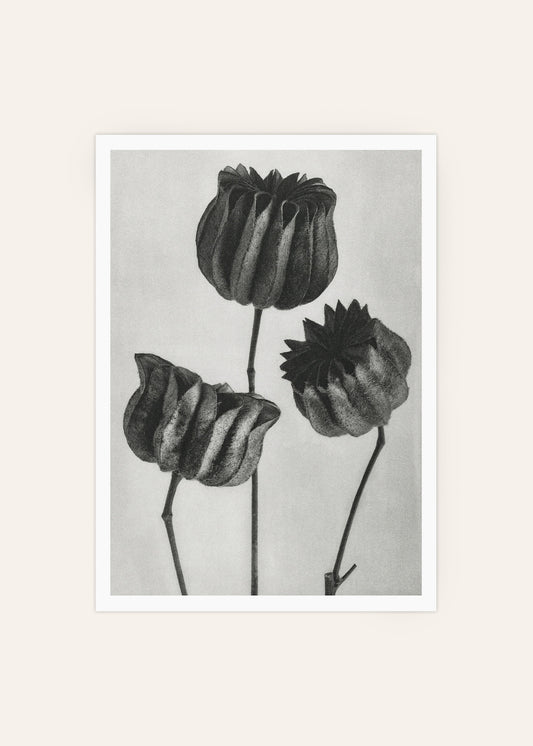 Lime Mallow Botanical Poster
