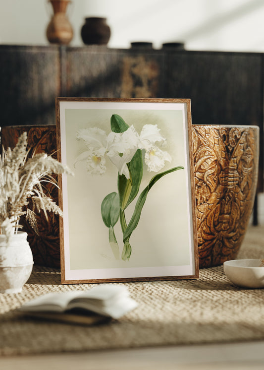 White Orchids Poster