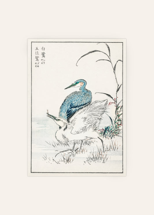 Night Heron and Little Egret Print