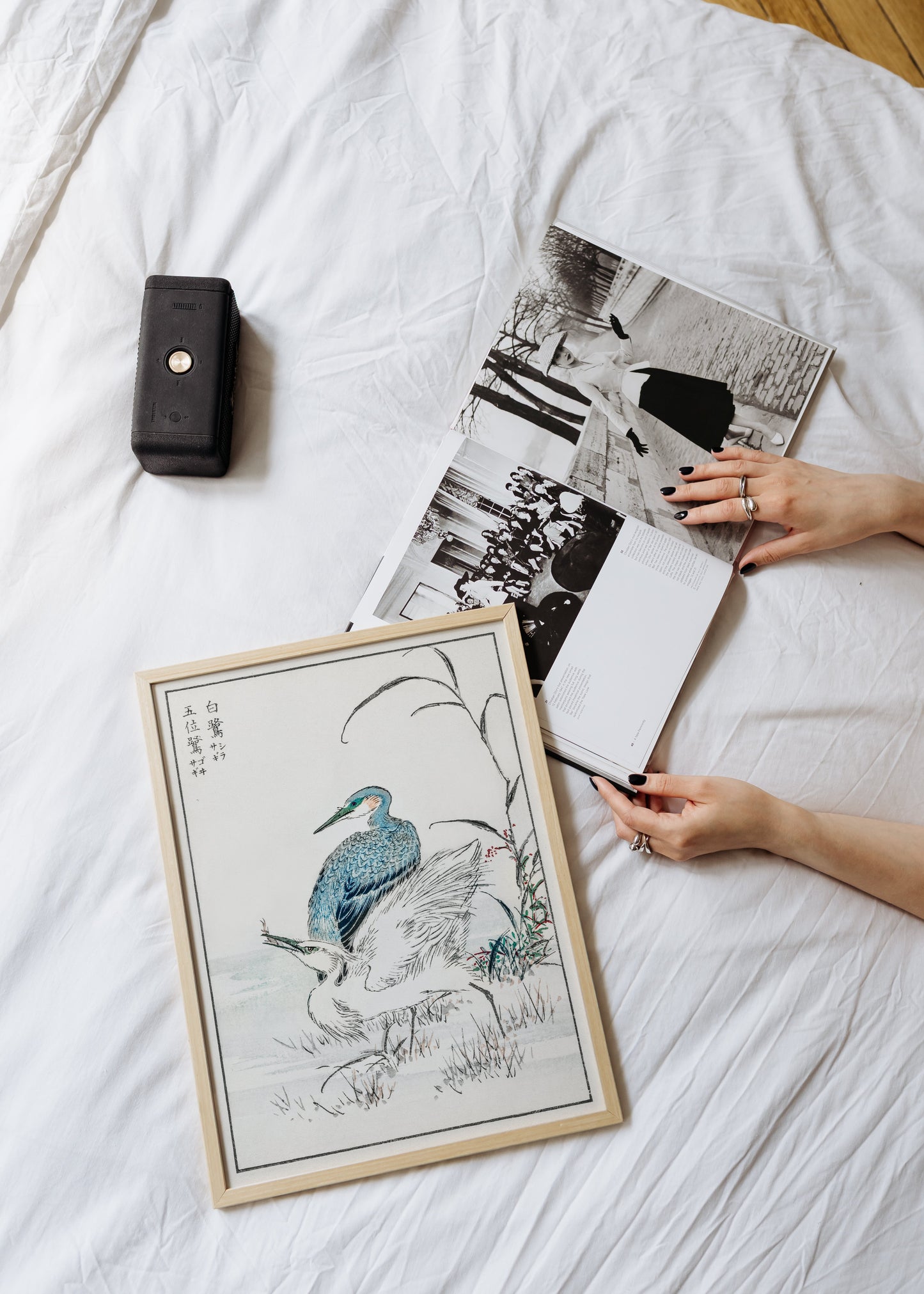 Night Heron and Little Egret Print