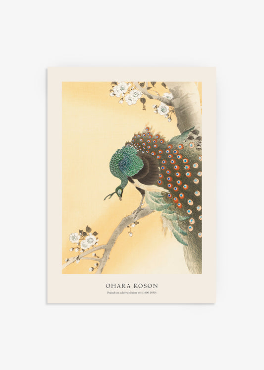 Ohara Koson Peacock on a Cherry Blossom Tree Print