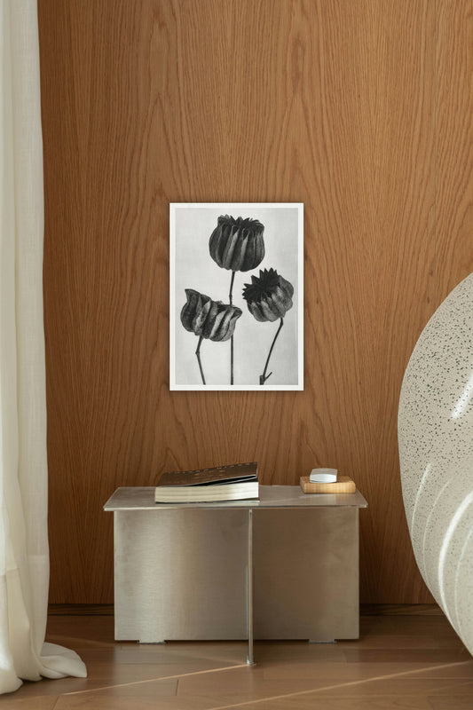 Lime Mallow Botanical Poster