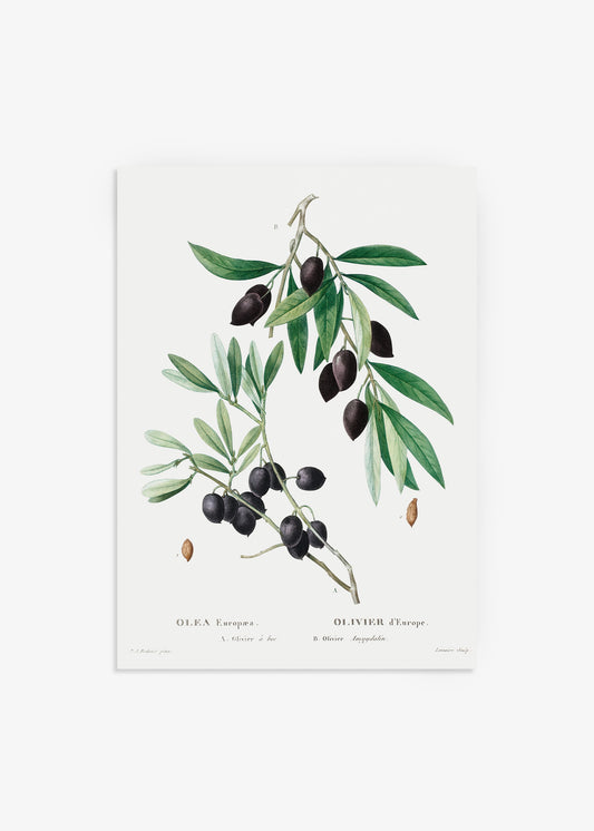 Olive Branch Poster