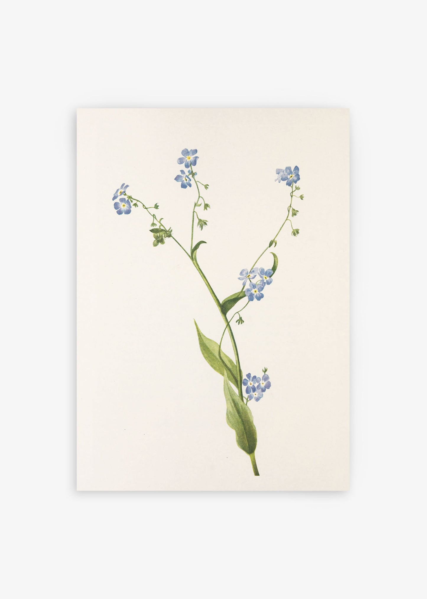 Bur Forget Me Not Wildflower Poster