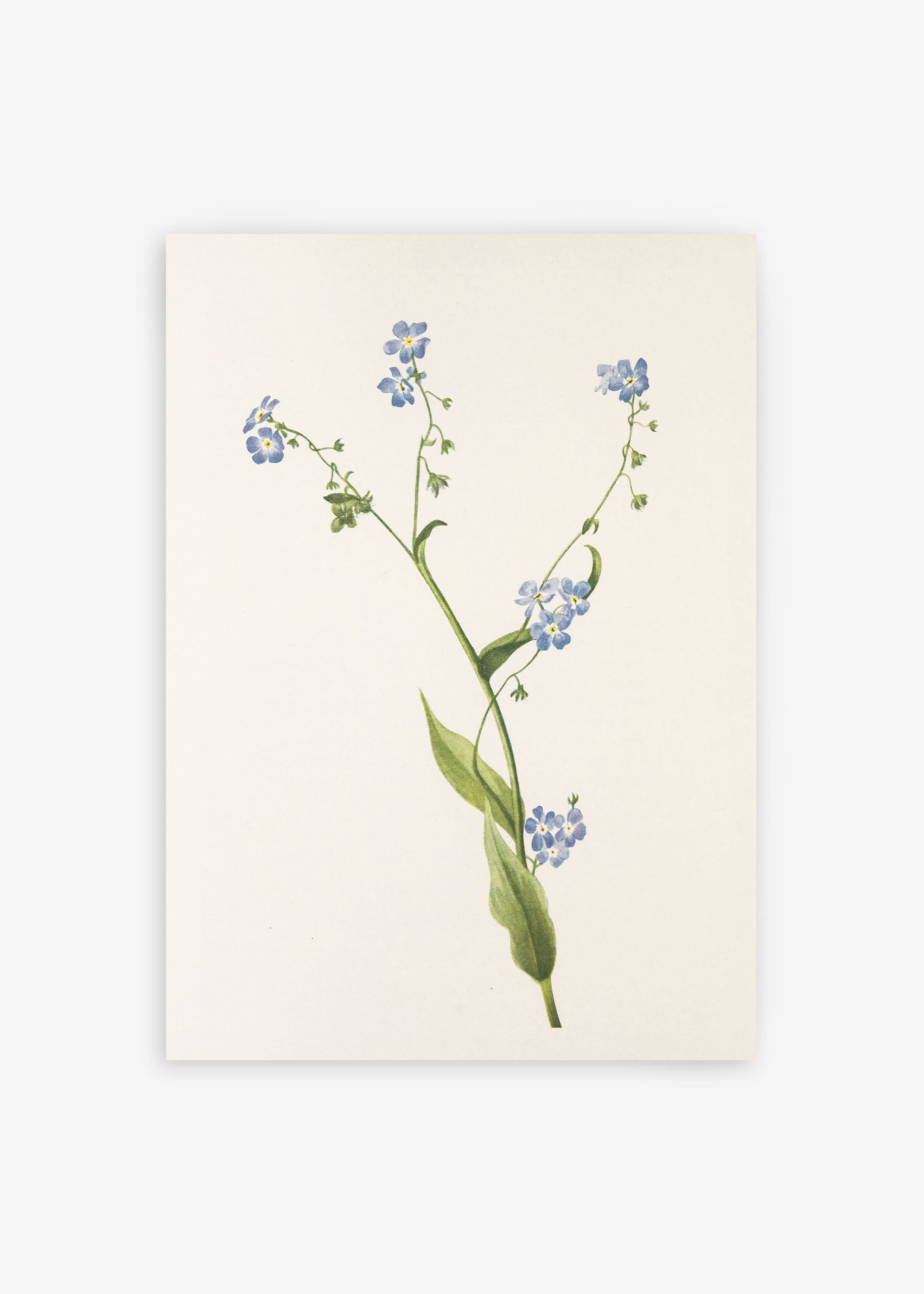 Bur Forget Me Not Wildflower Poster