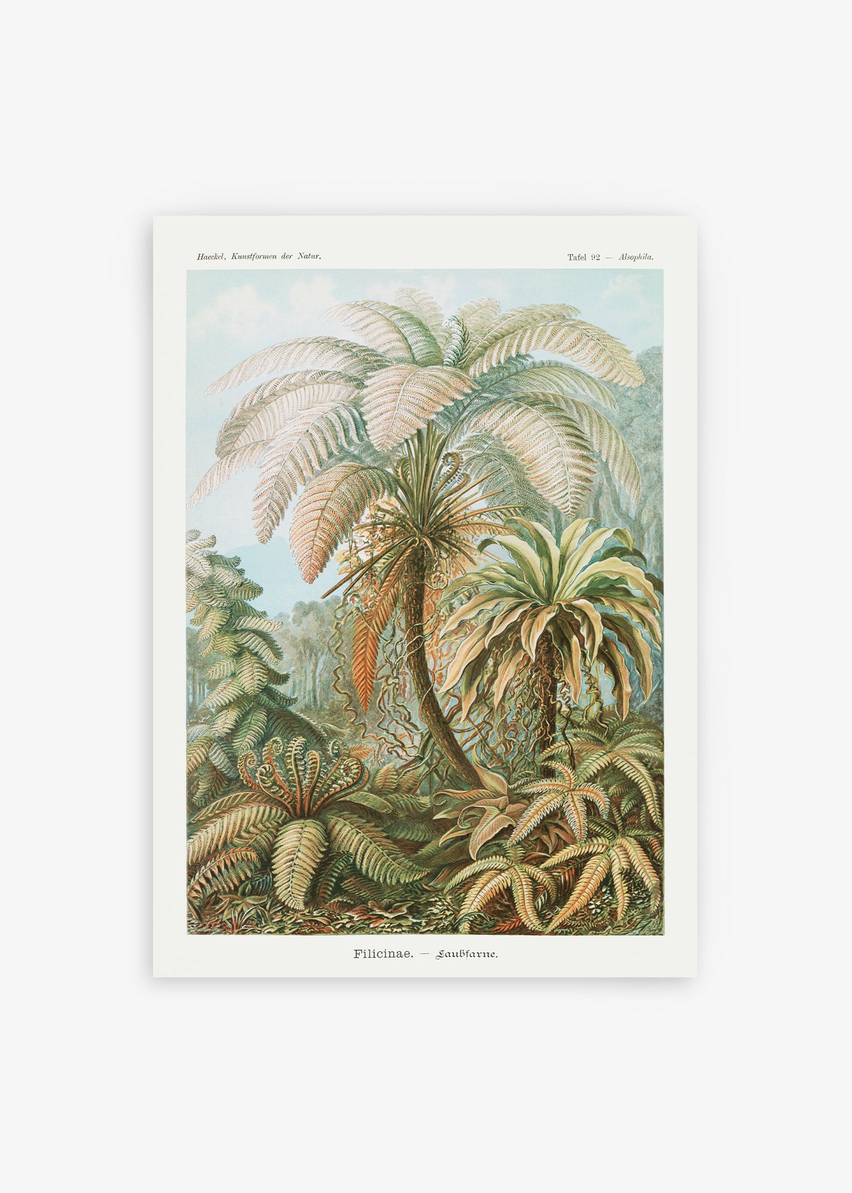 Filicinae Laubfarne Poster