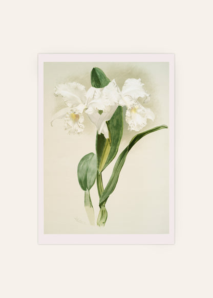 White Orchids Poster