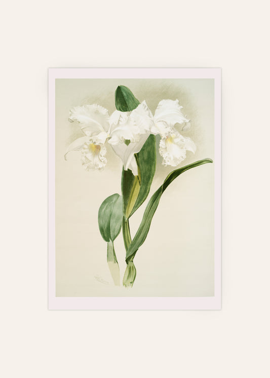 White Orchids Poster