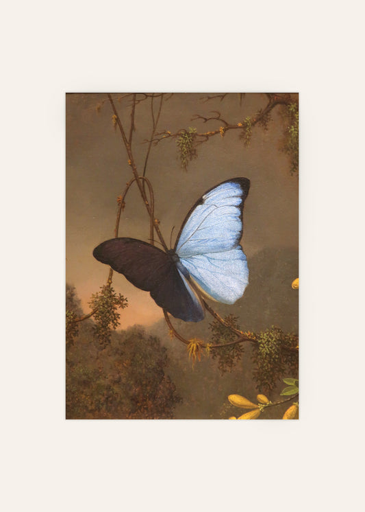 Blue Butterfly Poster