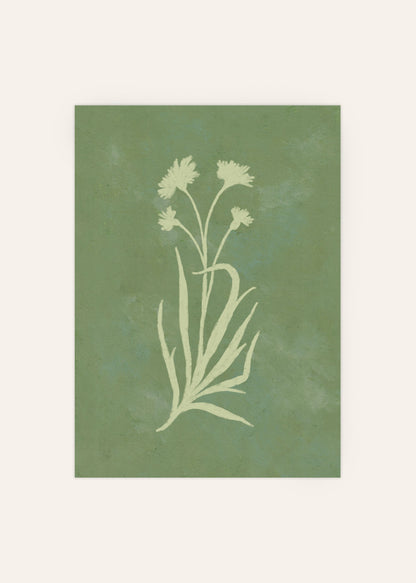 Cornflower Illustration Poster