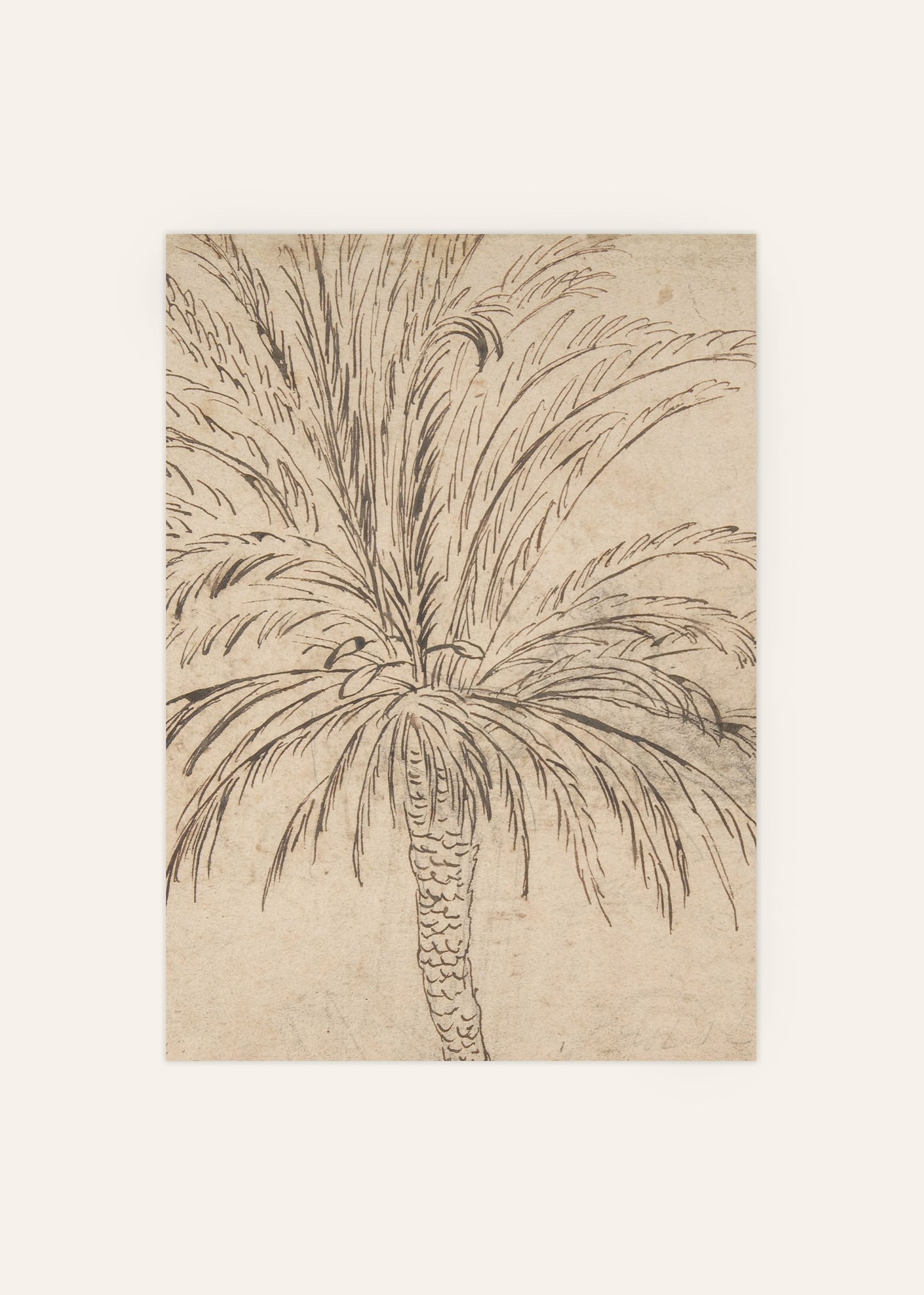 Palm Tree Sketch Poster