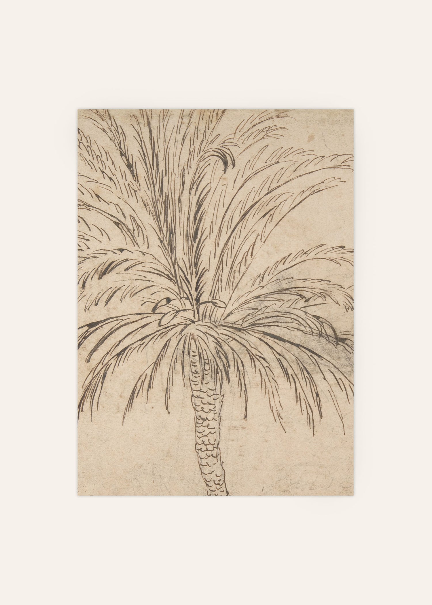 Palm Tree Sketch Poster Image