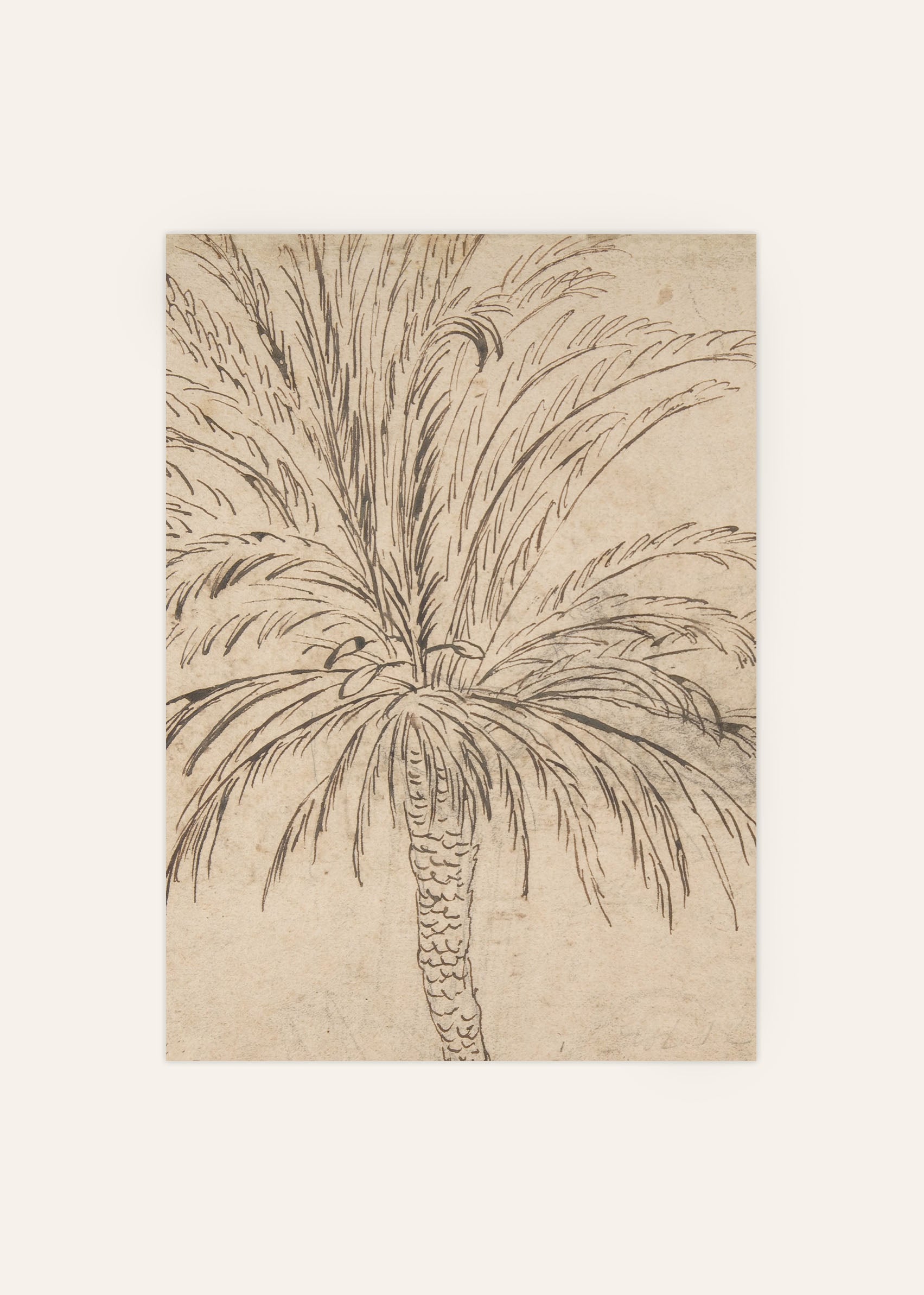 Palm Tree Sketch Poster