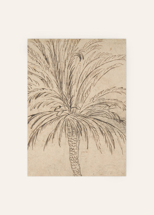 Palm Tree Sketch Poster