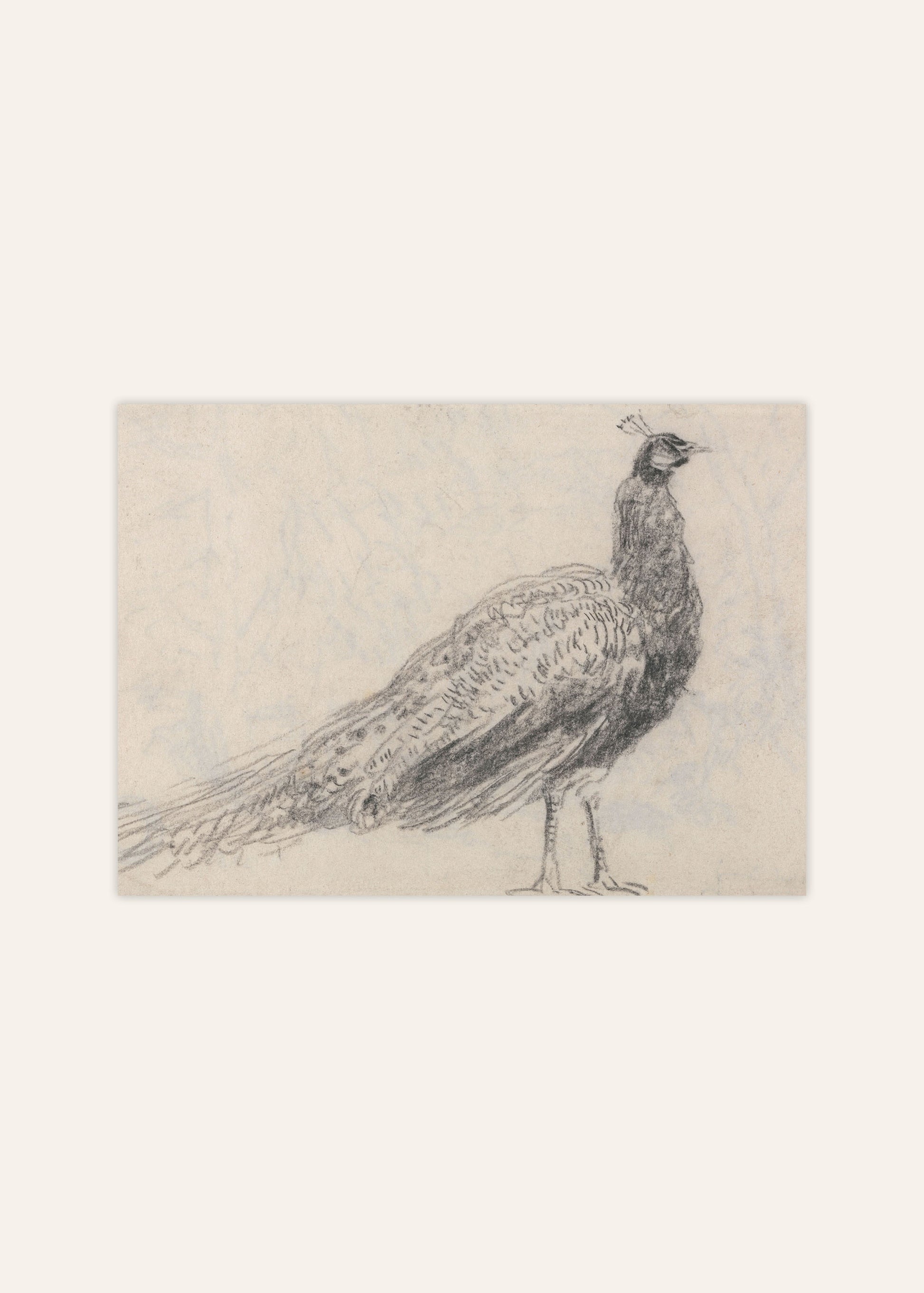 Peacock Sketch Poster