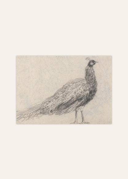 Peacock Sketch Poster