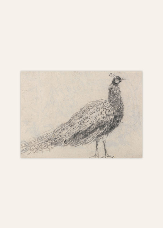 Peacock Sketch Poster