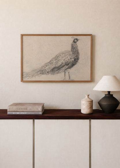 Peacock Sketch Poster