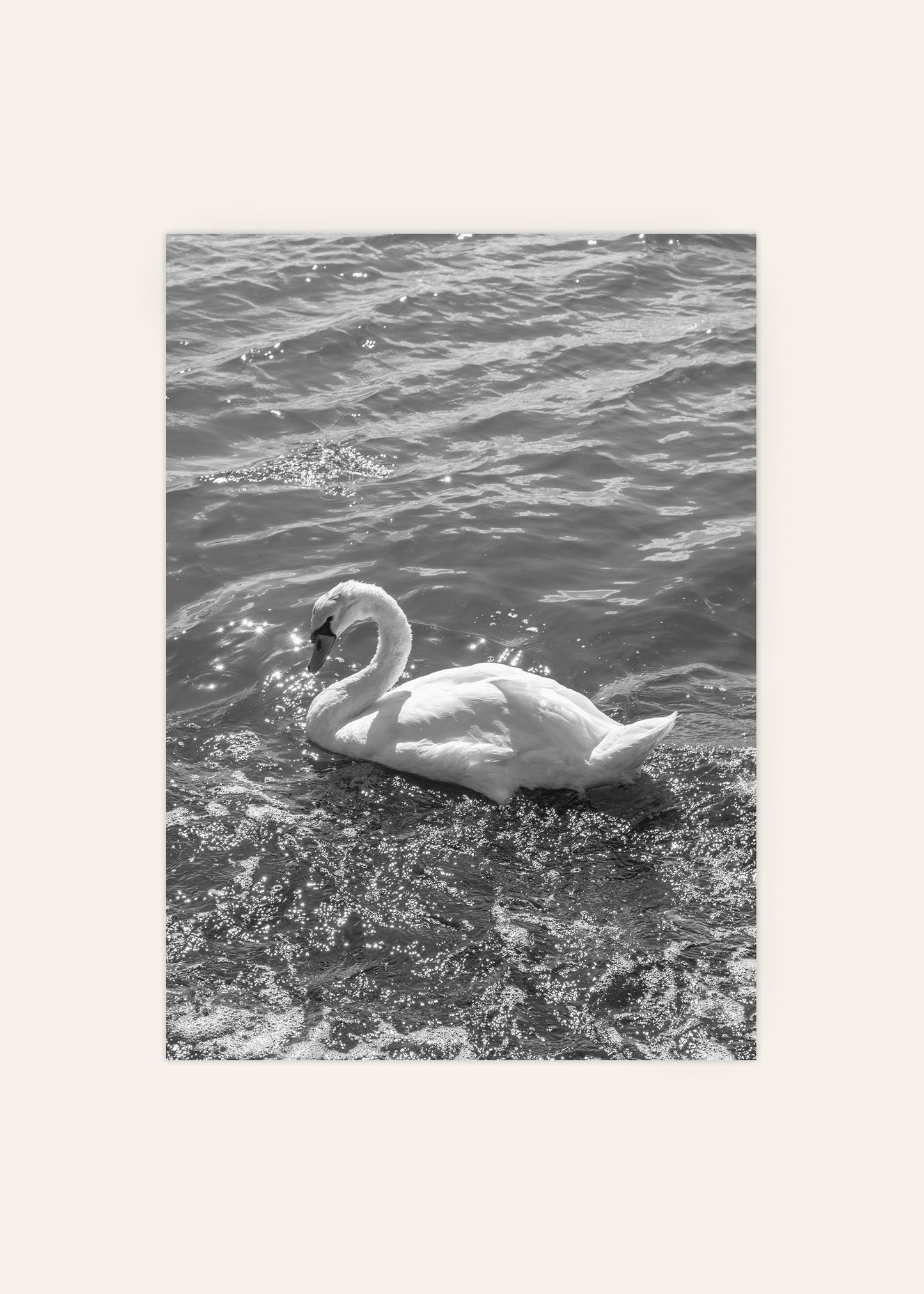 Swan Black and White Photograph Print