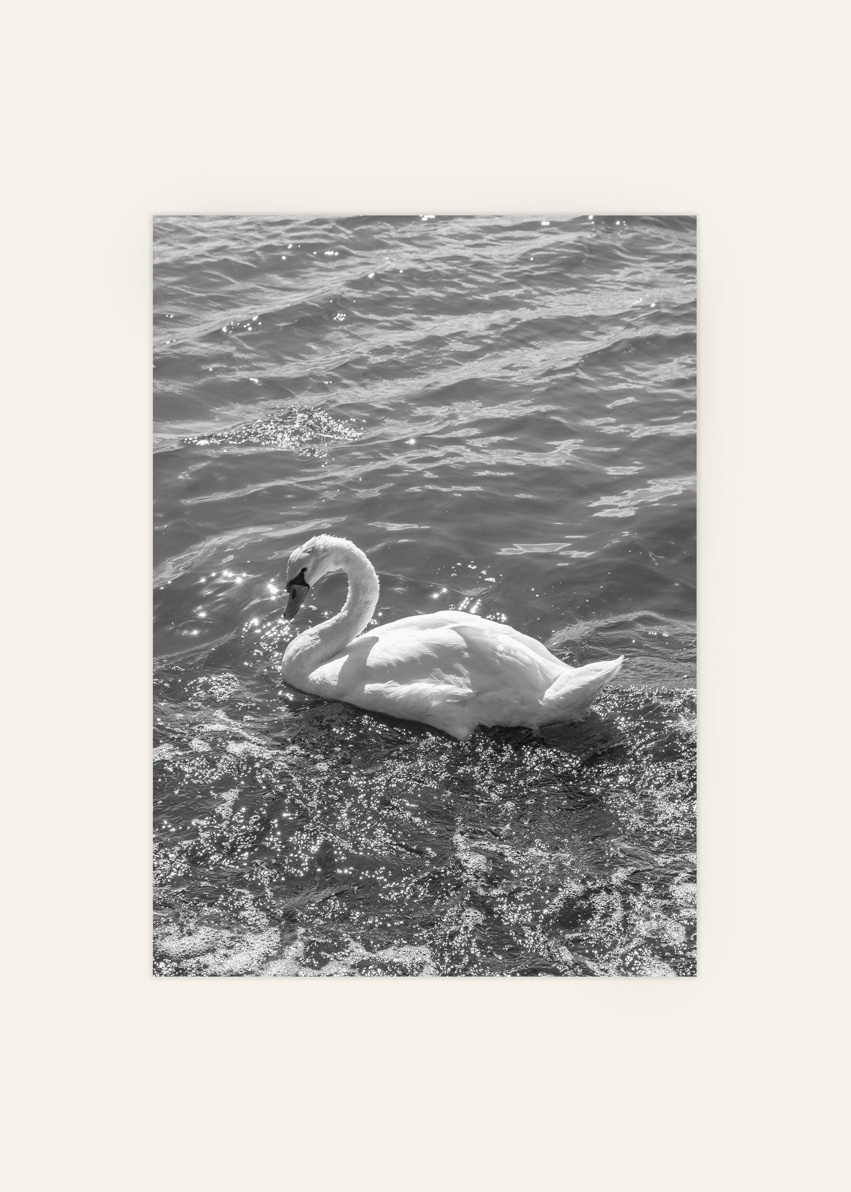 Swan Black and White Photograph Print