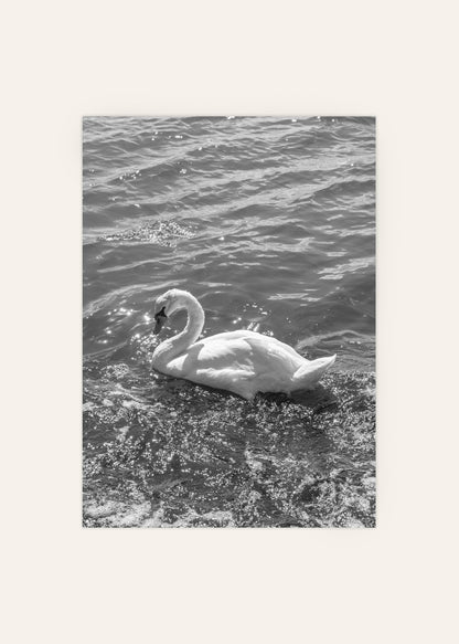 Swan Black and White Photograph Print
