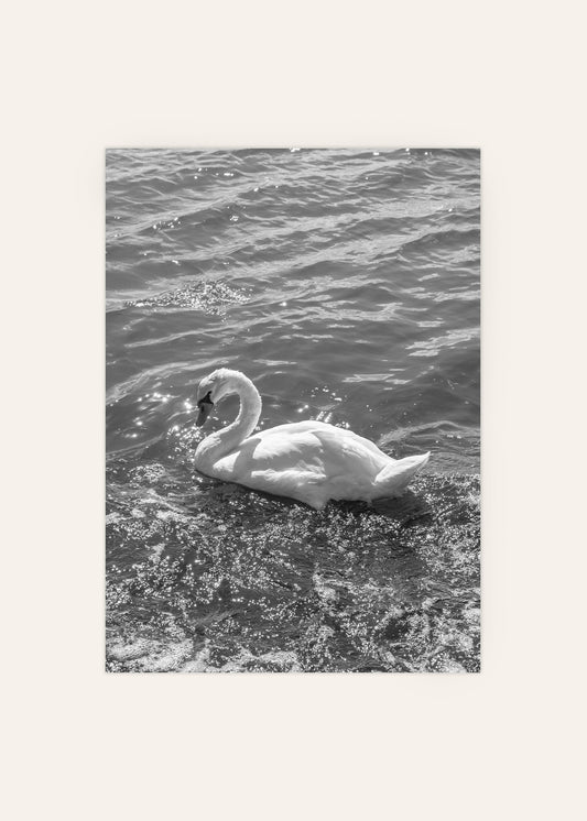 Swan Black and White Photograph Print