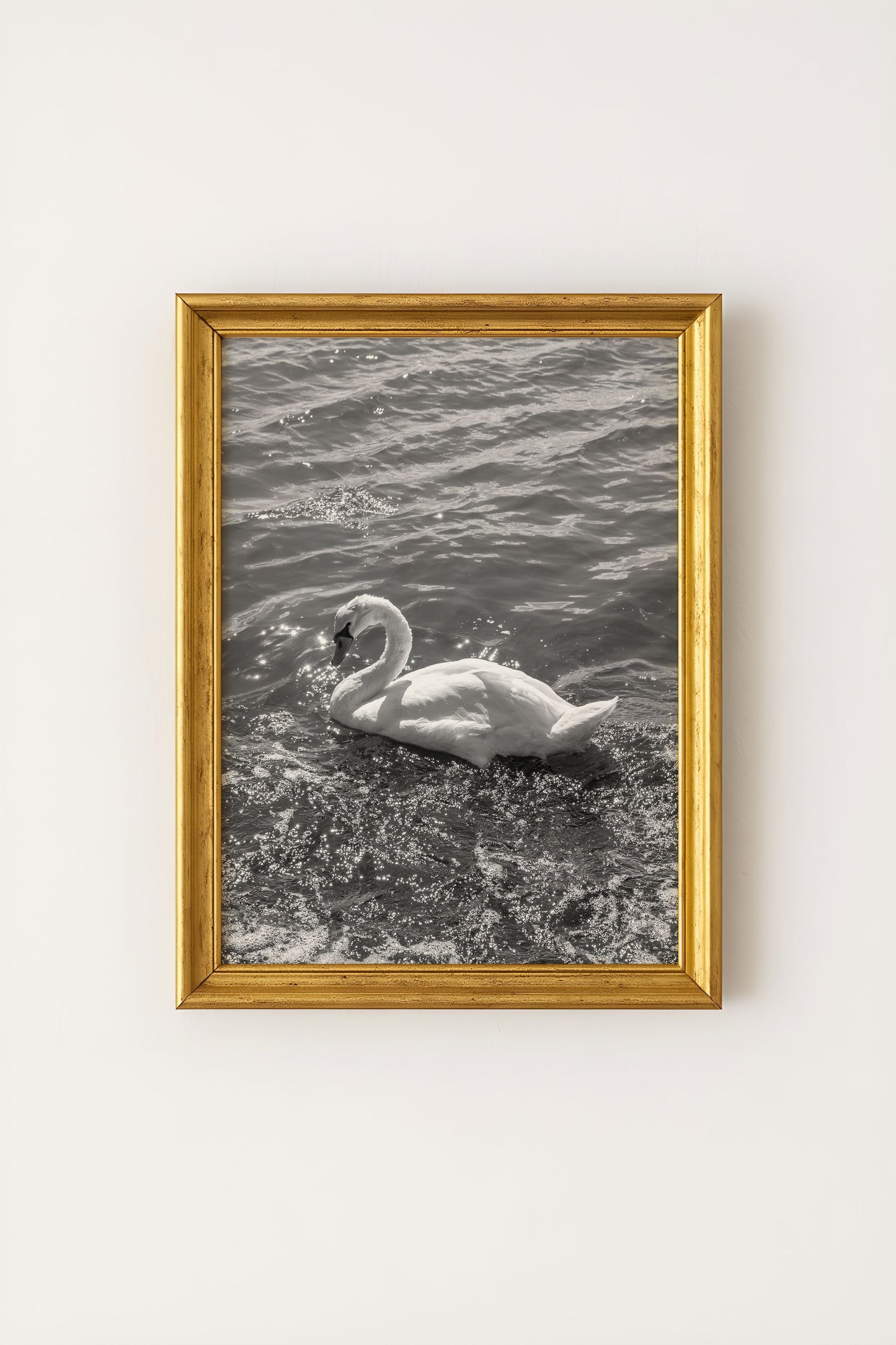 Swan Black and White Photograph Print