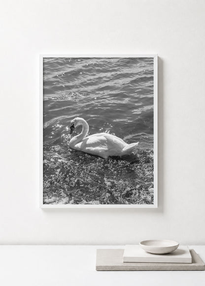 Swan Black and White Photograph Print
