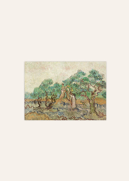 Vincent van Gogh The Olive Orchard Poster