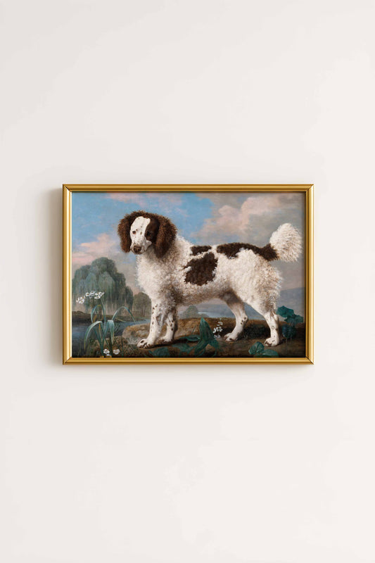 Water Spaniel Poster George Stubbs
