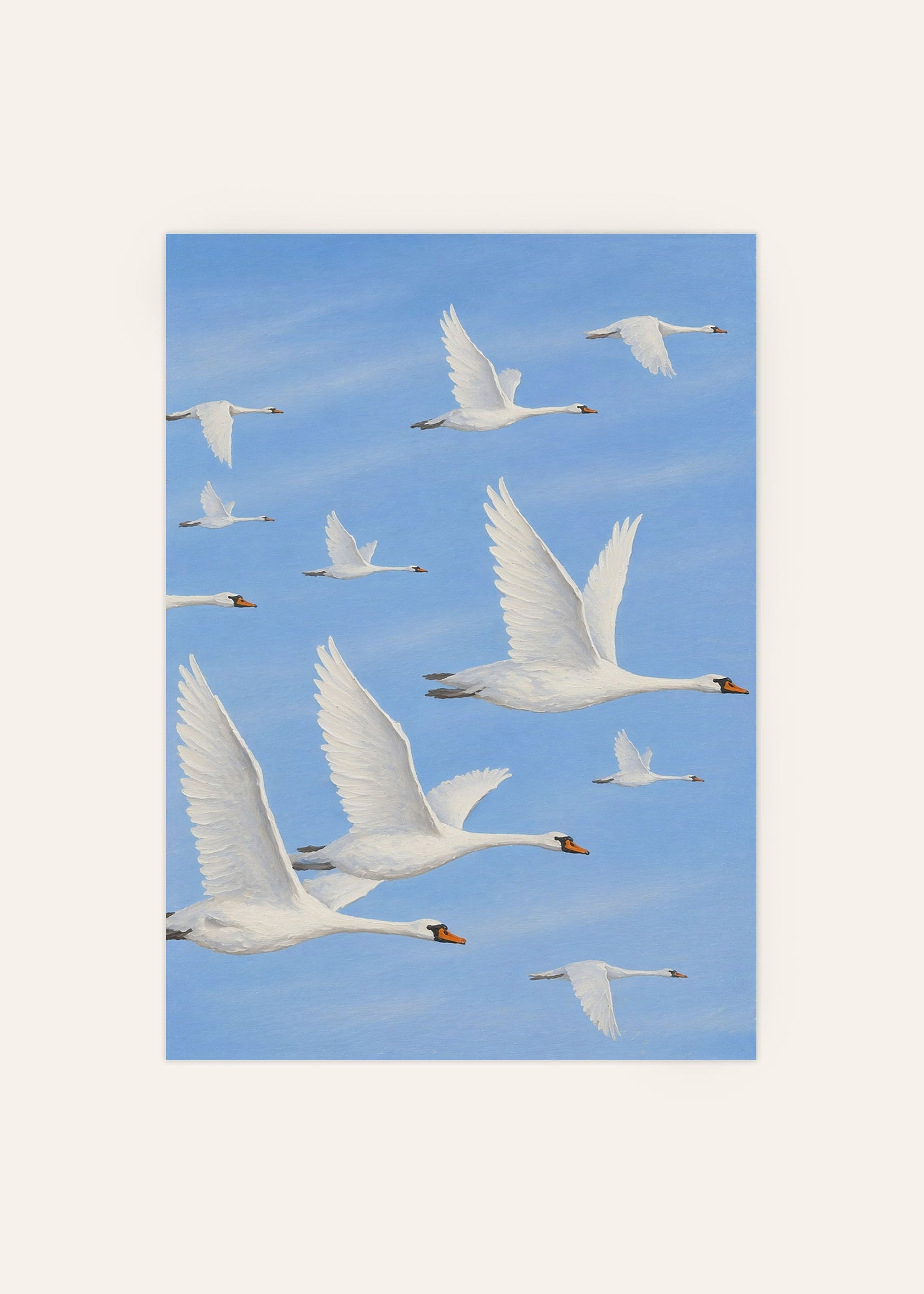 White Swans Gliding Poster