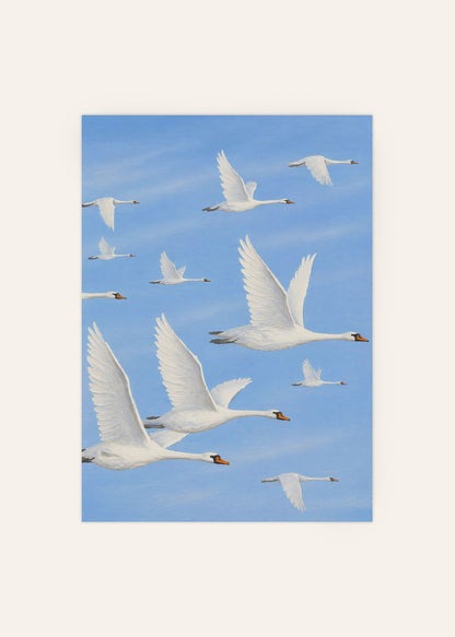 White Swans Gliding Poster