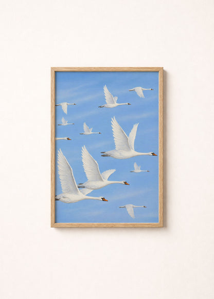White Swans Gliding Poster