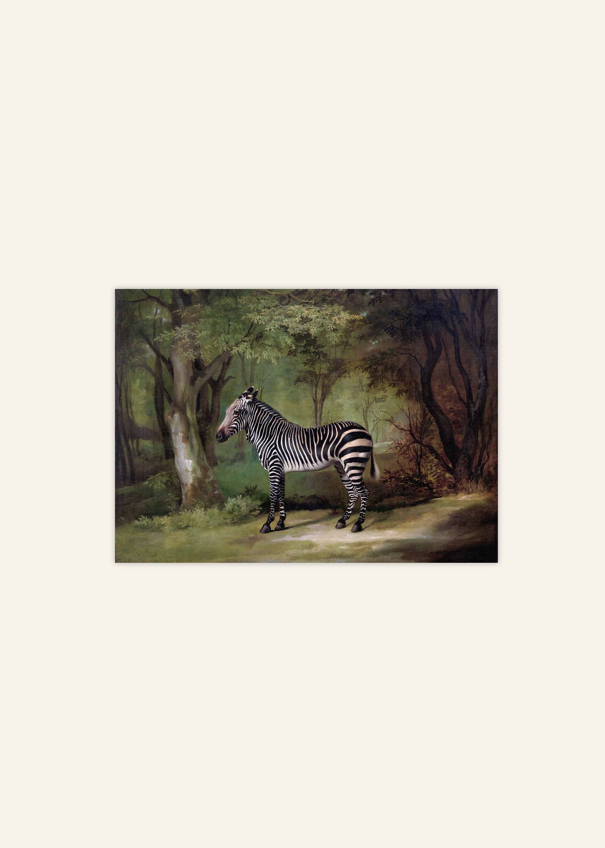 Zebra In The Wild Poster Image