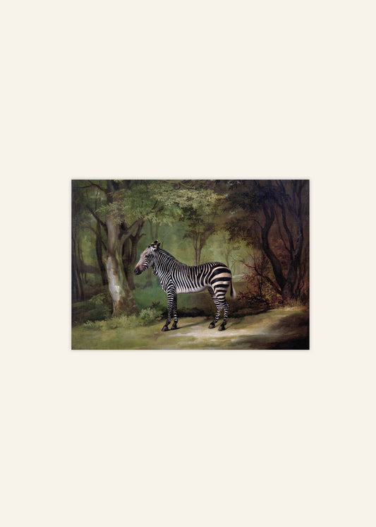 Zebra In The Wild Poster