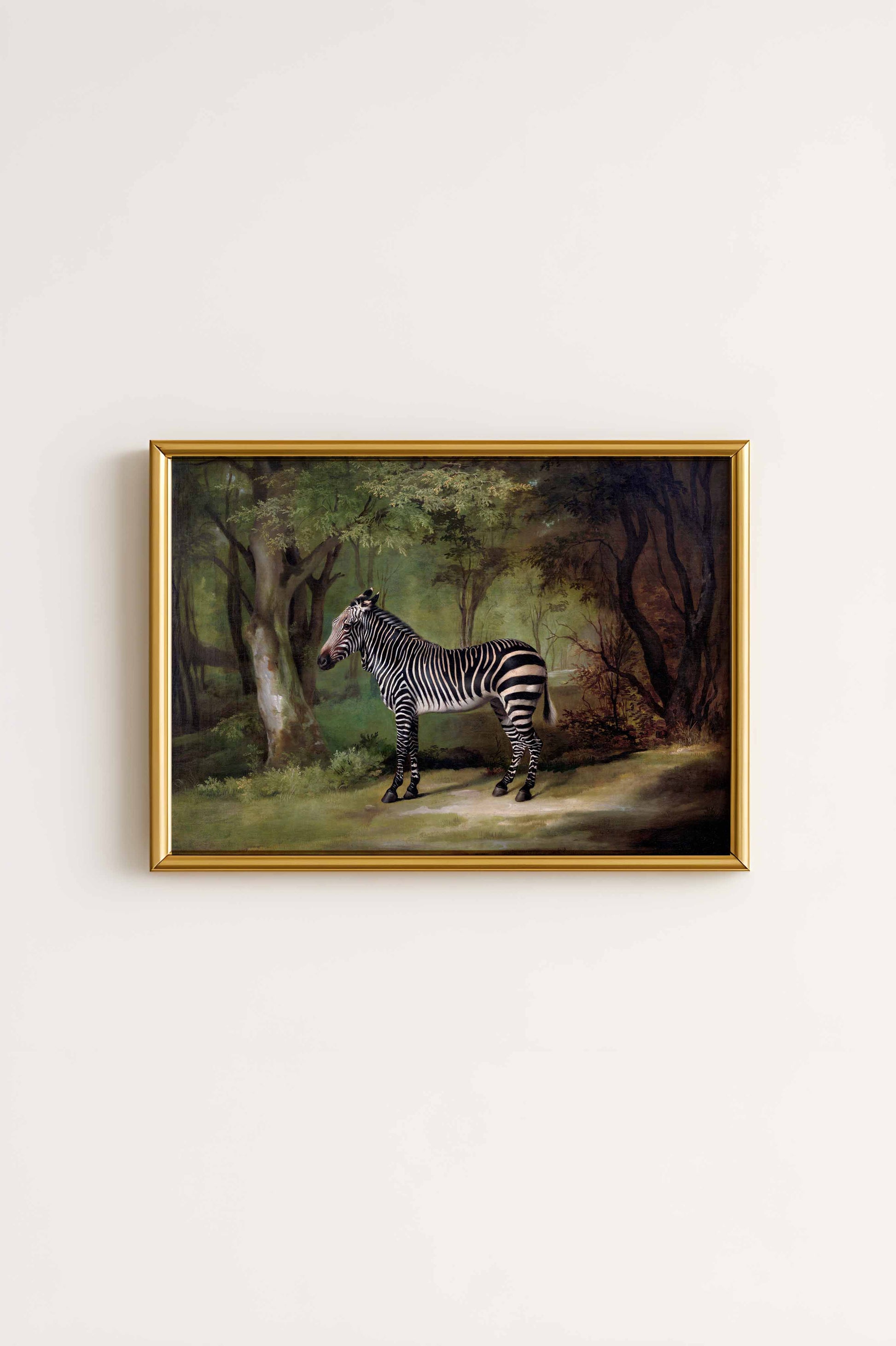 Zebra In The Wild Poster